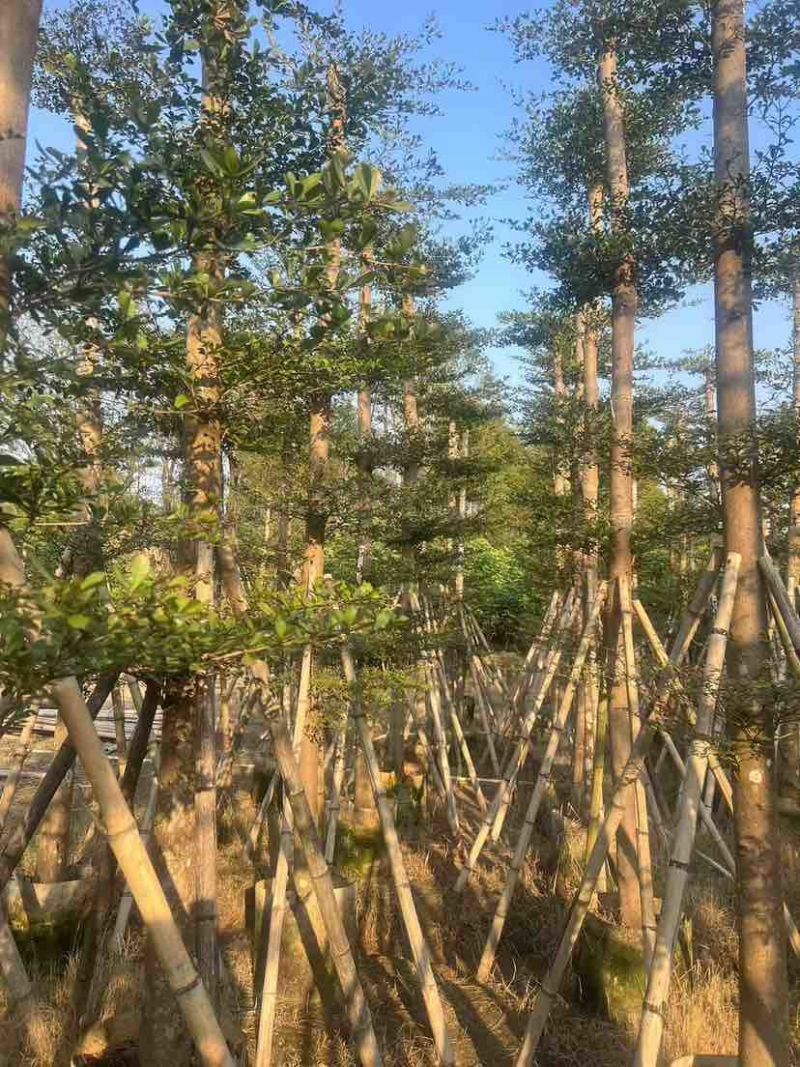 小叶榄仁3-28分，各种规格，大量低价出售