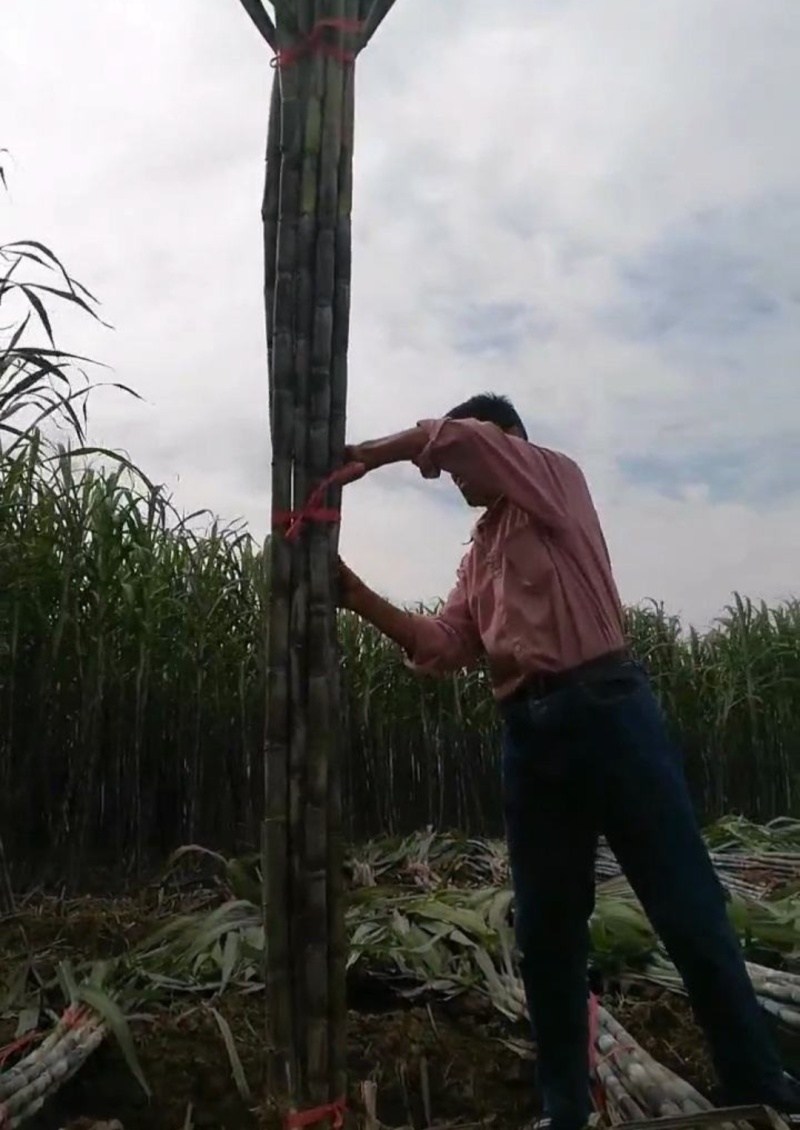 需要甘蔗联系大量有货需要屯年货的赶紧了