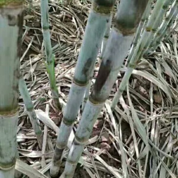 需要甘蔗联系大量有货需要屯年货的赶紧了