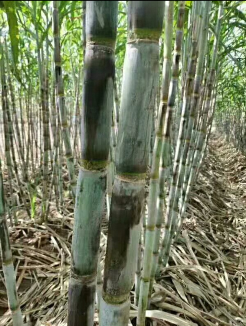 需要甘蔗联系大量有货需要屯年货的赶紧了
