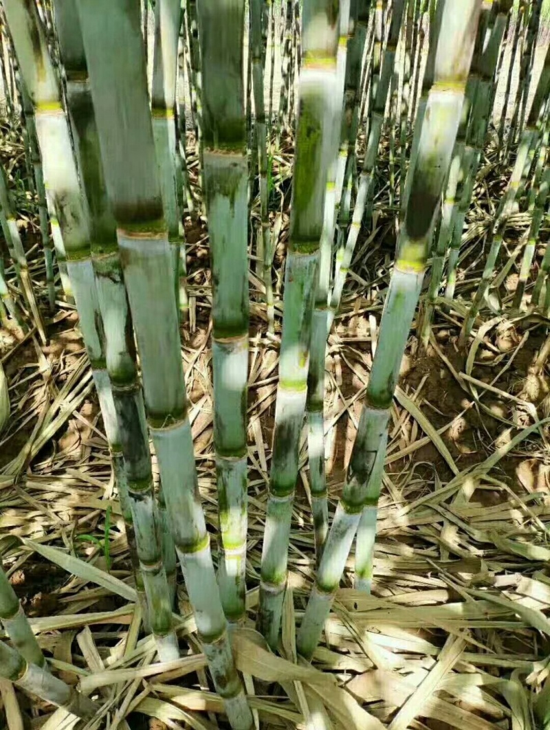 需要甘蔗联系大量有货需要屯年货的赶紧了