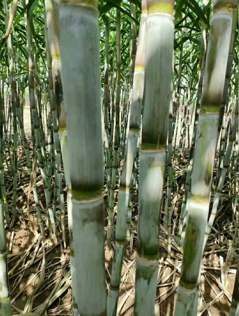 需要甘蔗联系大量有货需要屯年货的赶紧了