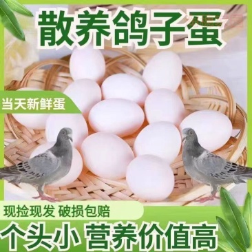正宗新鲜鸽蛋信鸽农家五谷杂粮散养儿童孕妇营养辅食