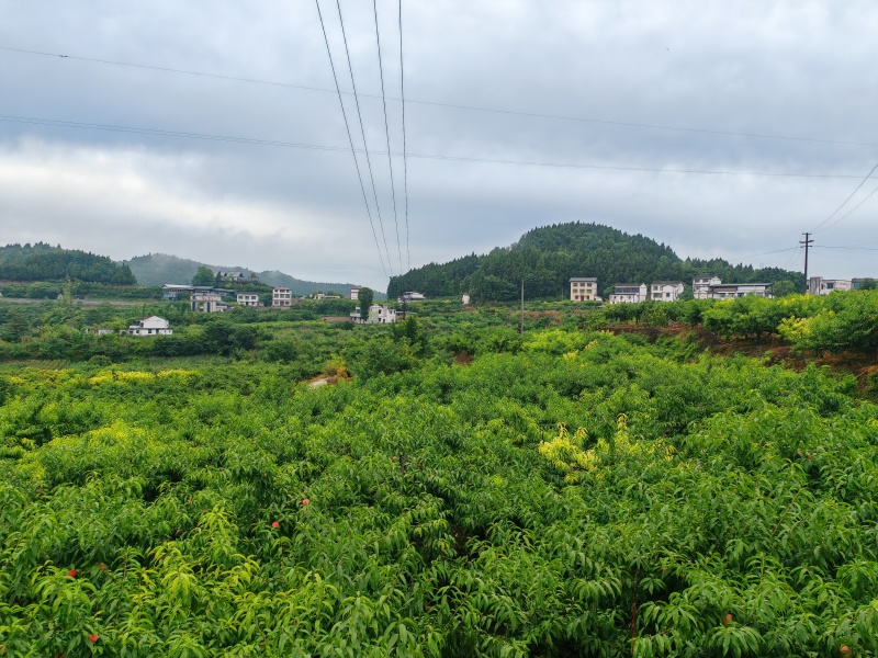 充国香桃