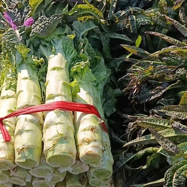 莴笋青莴笋无空心新鲜当天现采直发按需发货