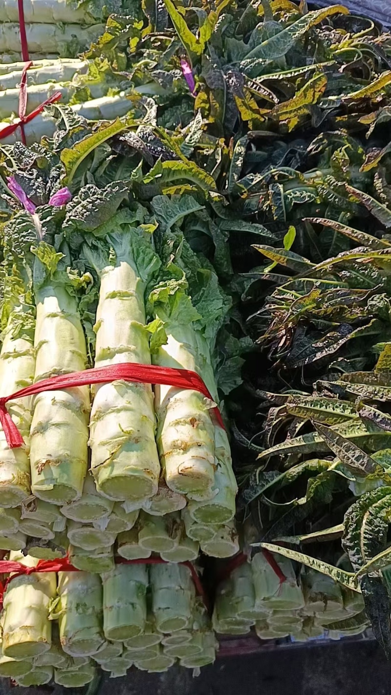 莴笋青莴笋无空心新鲜当天现采直发按需发货