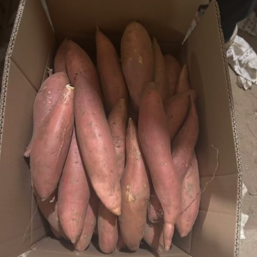 烟薯沙地精品