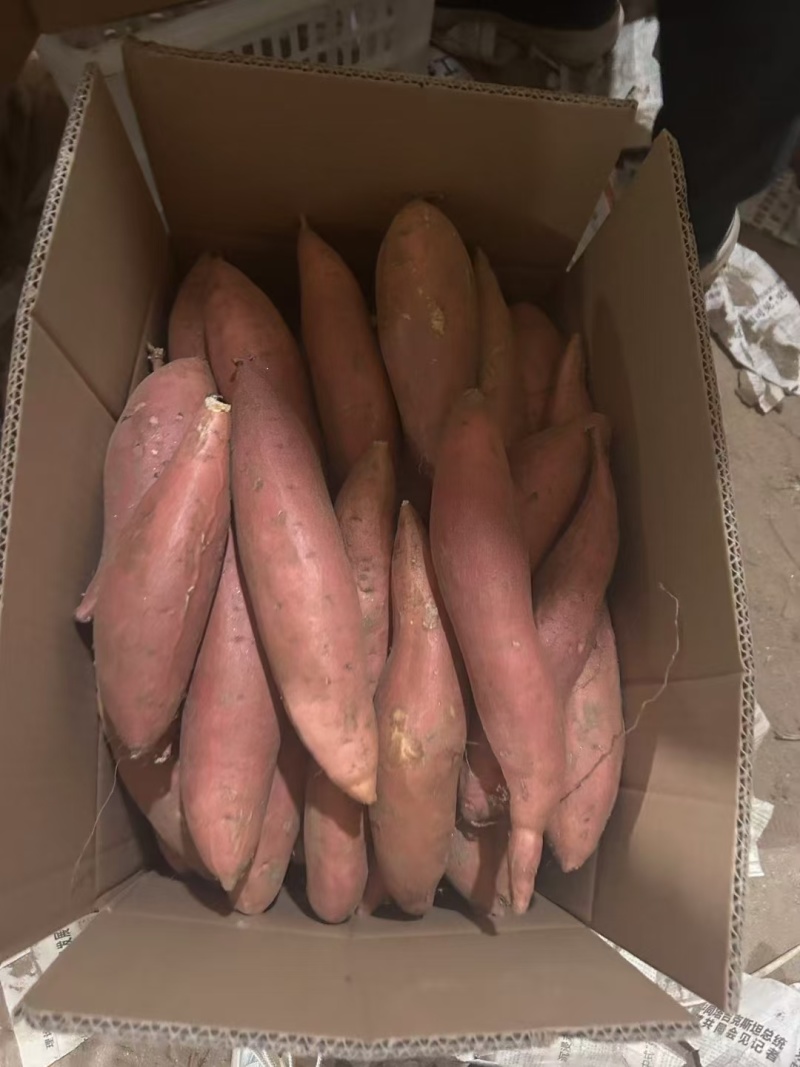 烟薯沙地精品