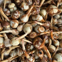 云南青皮茨菇大中小慈菇产地直销全年不断货一手货源欢迎咨询合作
