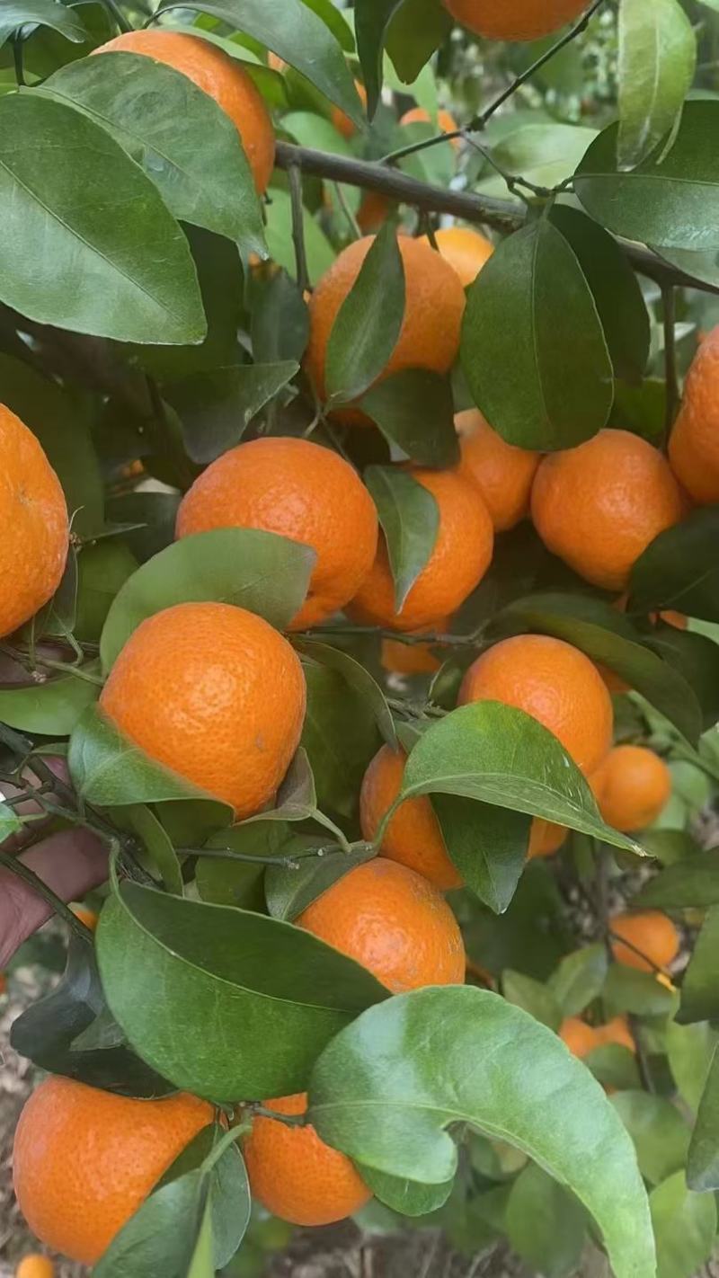 砂糖橘