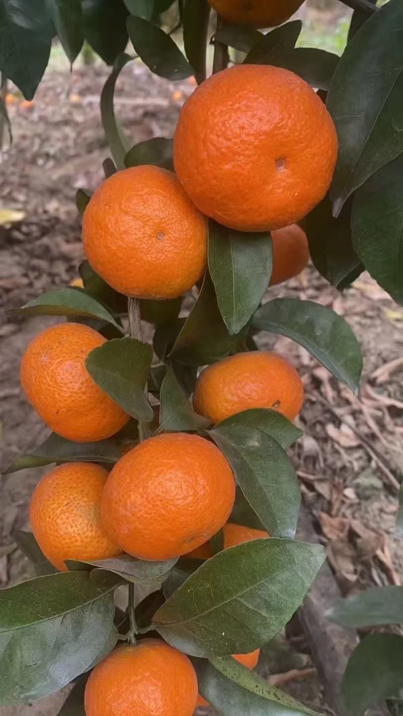 砂糖橘