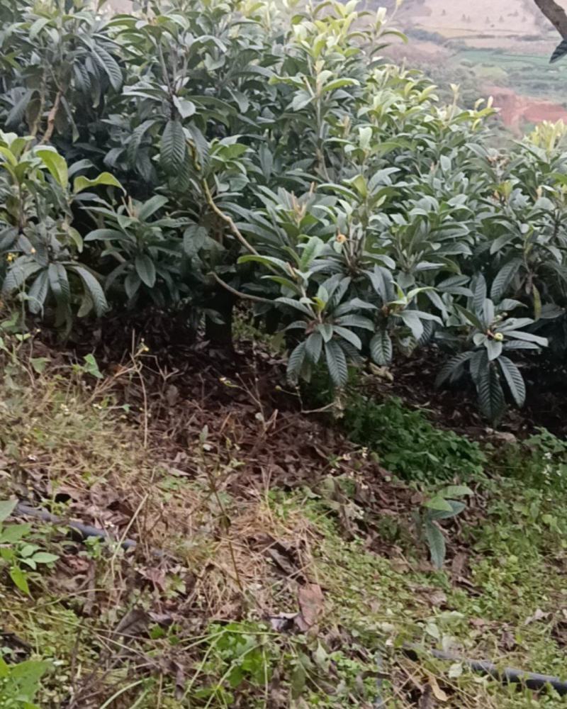 十多年的枇杷树
