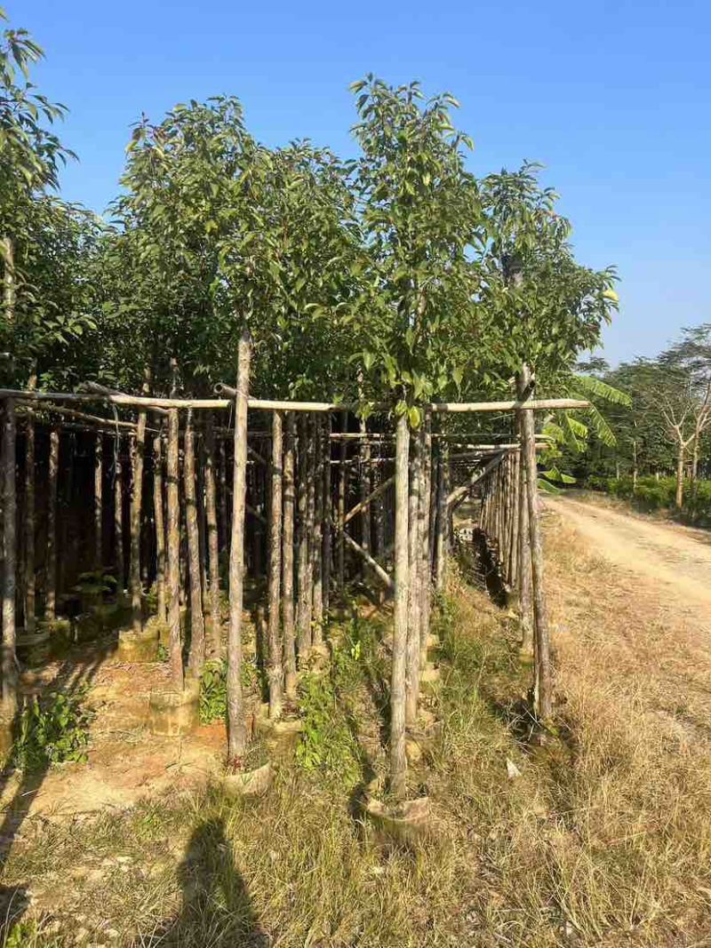 香樟3-30分，各种规格，大量低价出售