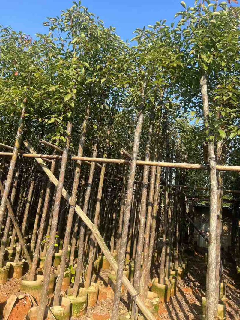 香樟3-30分，各种规格，大量低价出售