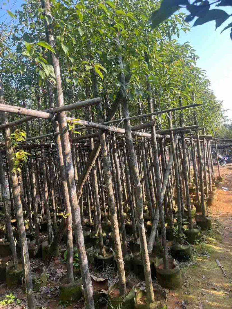 香樟3-30分，各种规格，大量低价出售
