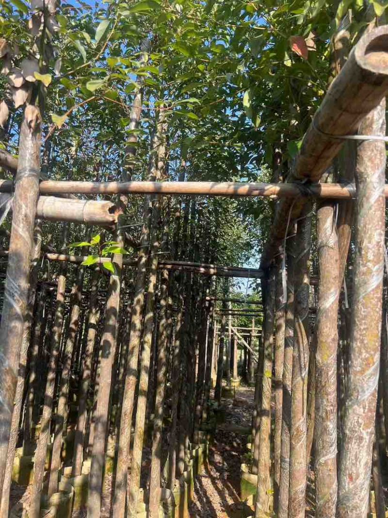 香樟3-30分，各种规格，大量低价出售