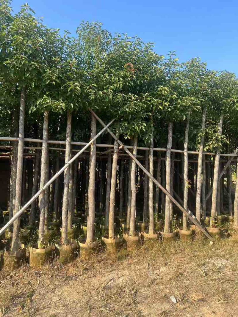 香樟3-30分，各种规格，大量低价出售