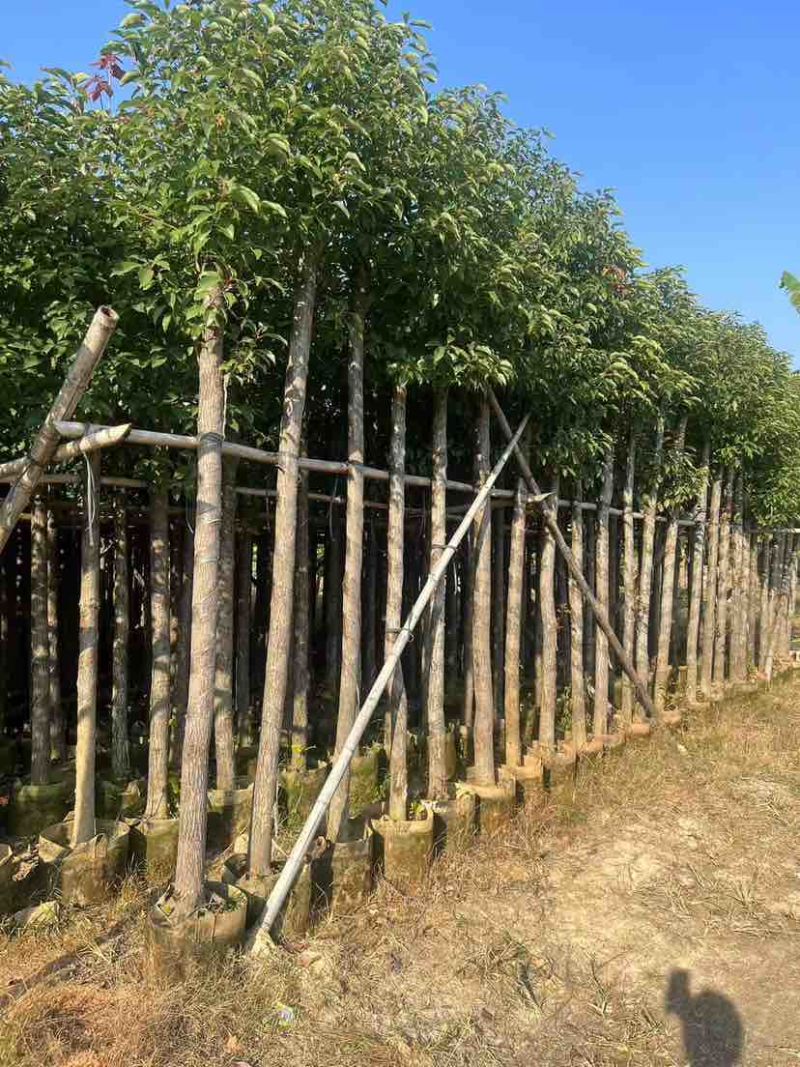 香樟3-30分，各种规格，大量低价出售