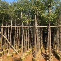 香樟3-30分，各种规格，大量低价出售