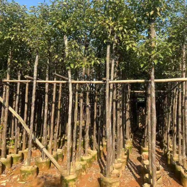 香樟3-30分，各种规格，大量低价出售