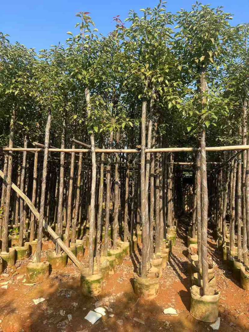 香樟3-30分，各种规格，大量低价出售