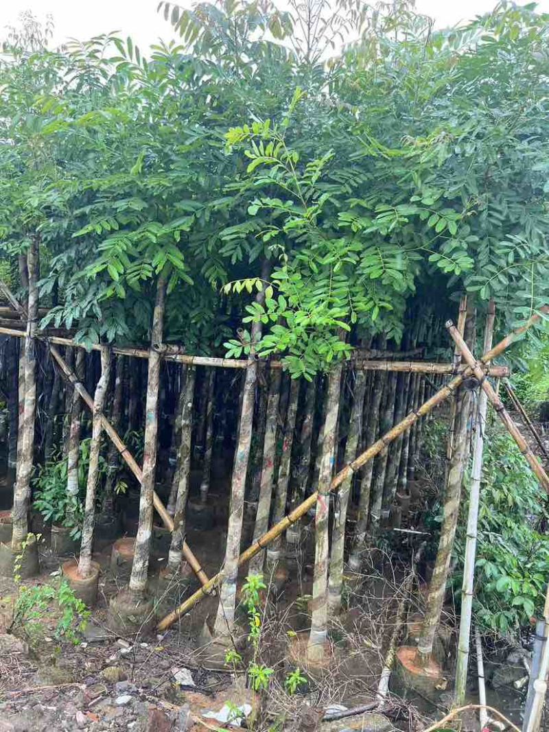 桃花心木3-18分，各种规格，大量低价出售