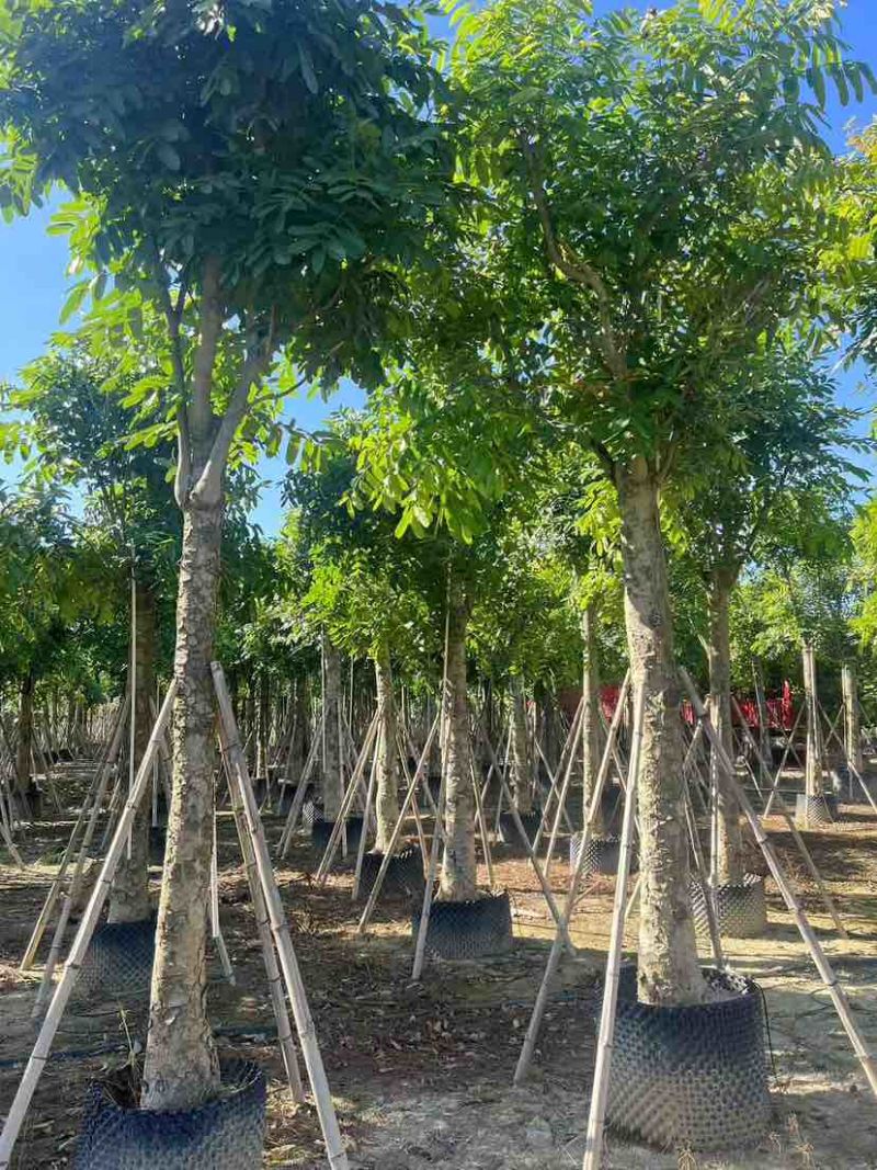 桃花心木3-18分，各种规格，大量低价出售