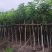 桃花心木3-25分，各种规格，大量低价出售