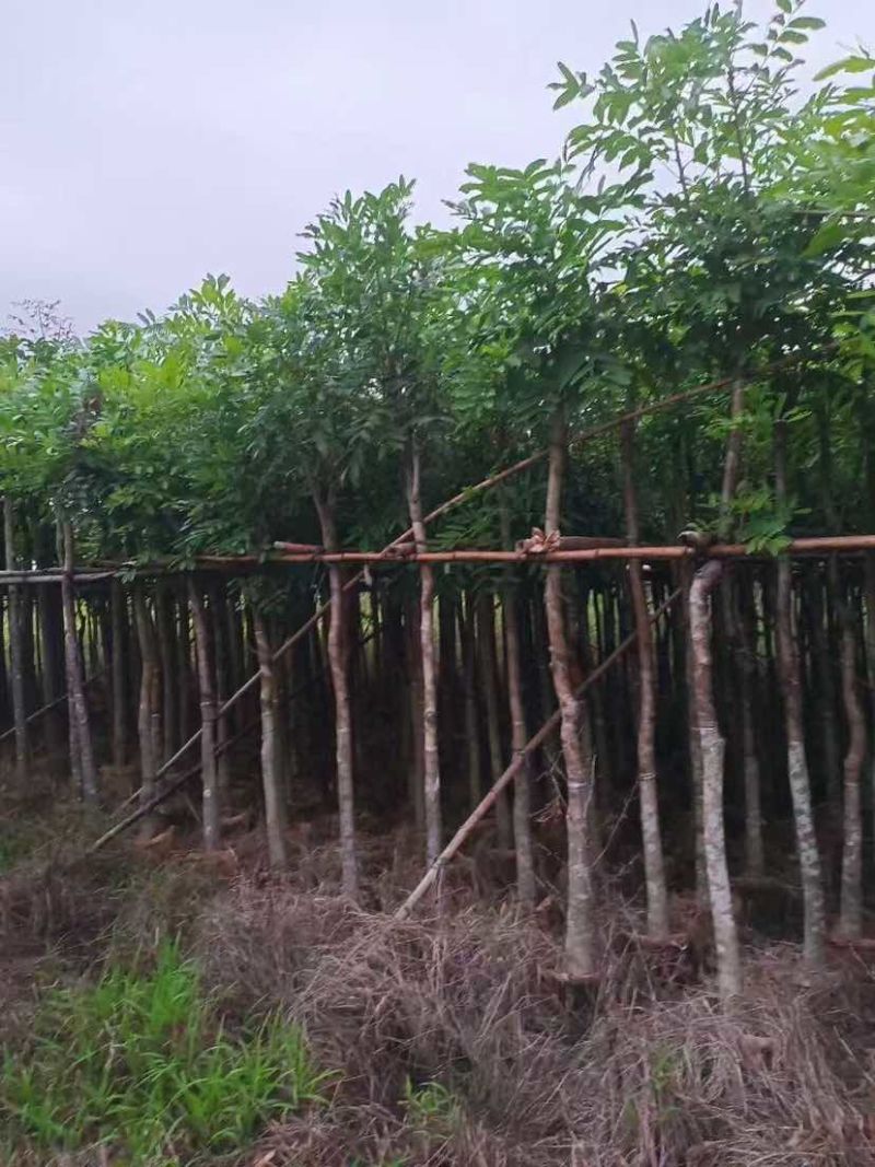 桃花心木3-25分，各种规格，大量低价出售