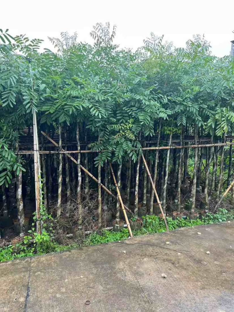 桃花心木3-25分，各种规格，大量低价出售