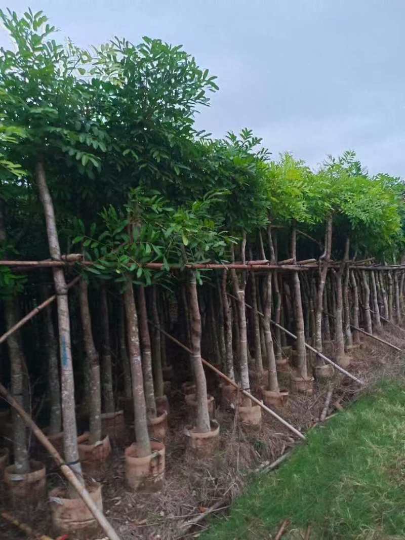 桃花心木3-25分，各种规格，大量低价出售