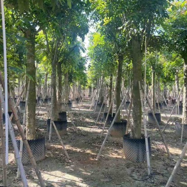 桃花心木3-25分，各种规格，大量低价出售