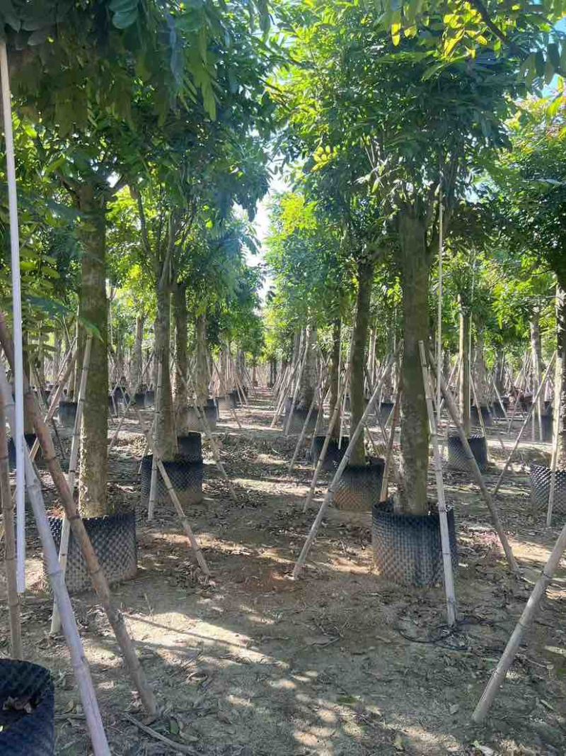桃花心木3-25分，各种规格，大量低价出售