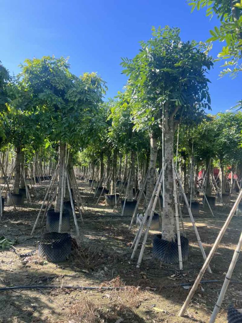 桃花心木5-15分，光杠骨架，大量低价出售