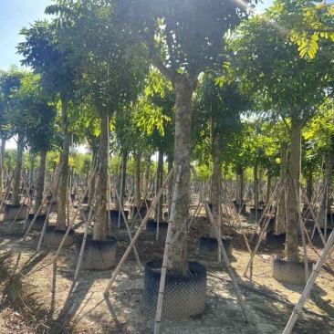 桃花心木5-15分，光杠骨架，大量低价出售