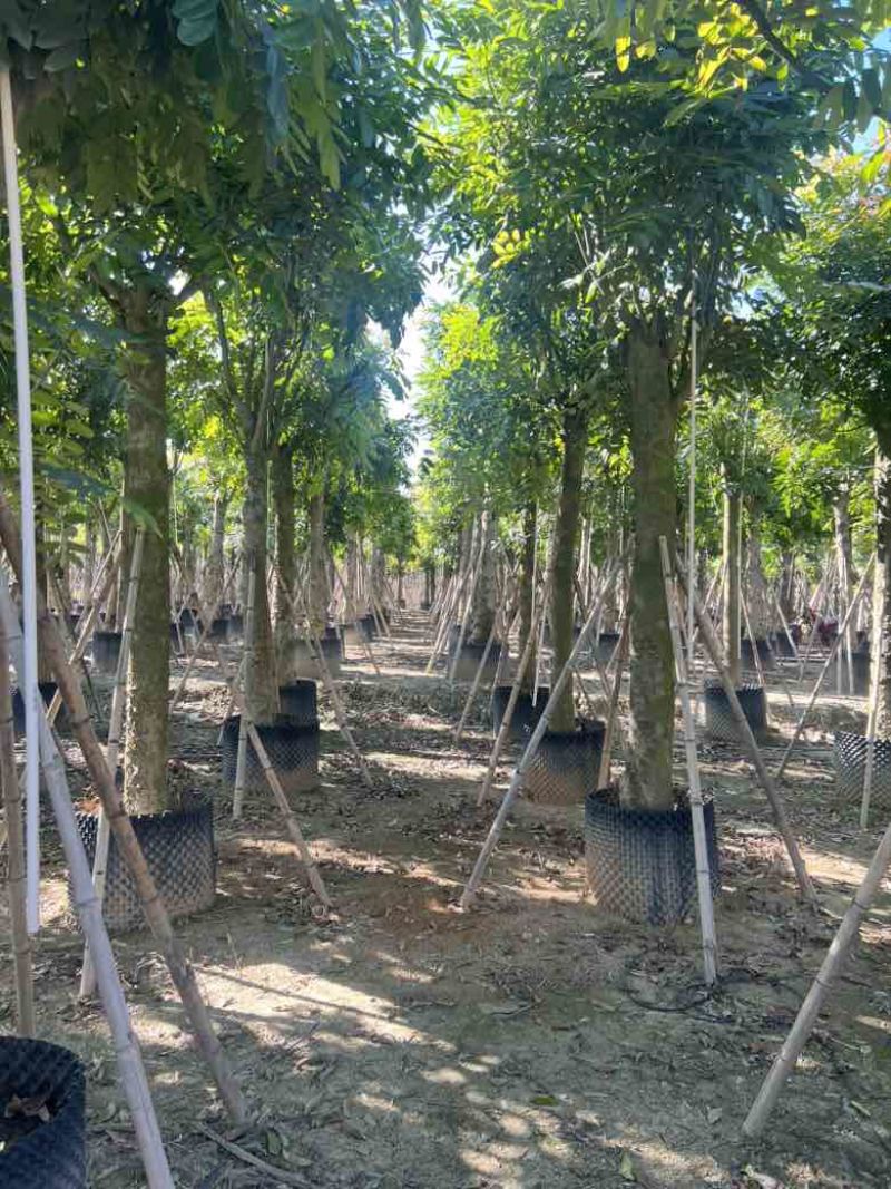 桃花心木5-15分，光杠骨架，大量低价出售