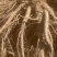 精品当归长期有货正规货源供应充足