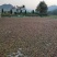 山茶油