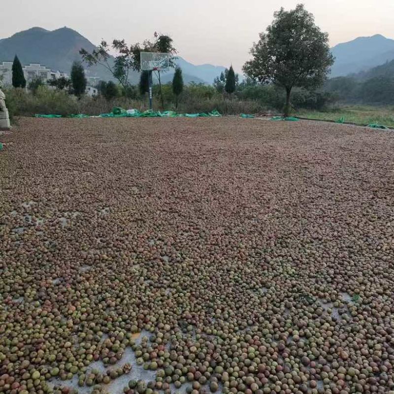 山茶油