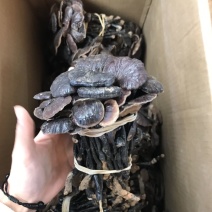 2024竹灵芝扎捆灵芝煮水煲汤质量保证产地批发量大