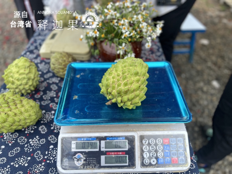 广东湛江-民泽熙台湾凤梨释迦园