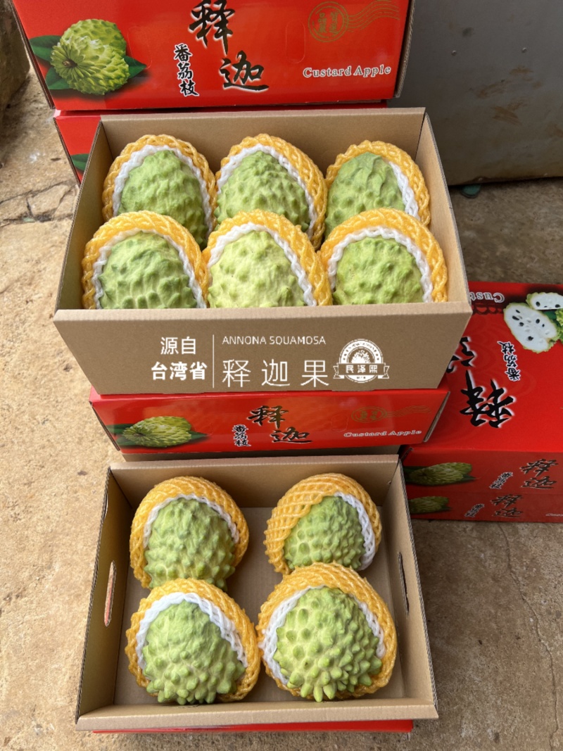 广东湛江-民泽熙台湾凤梨释迦园