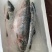 新疆国产虹鳟鱼