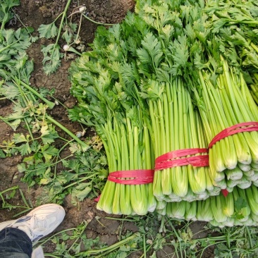大棚西芹