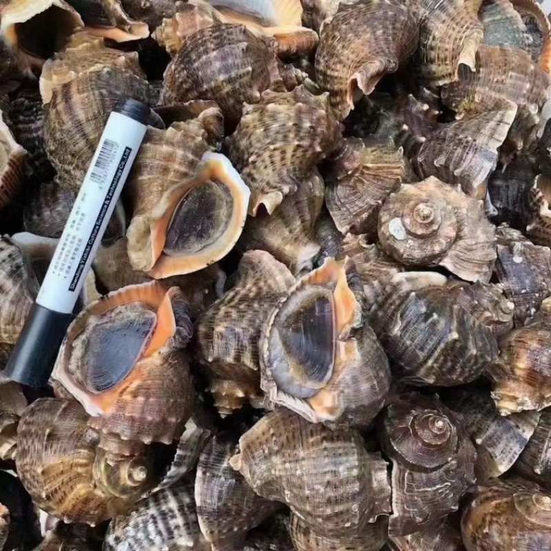 连云港赣榆海螺5.6两