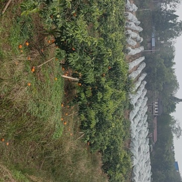 四川爱媛果冻橙产地直销