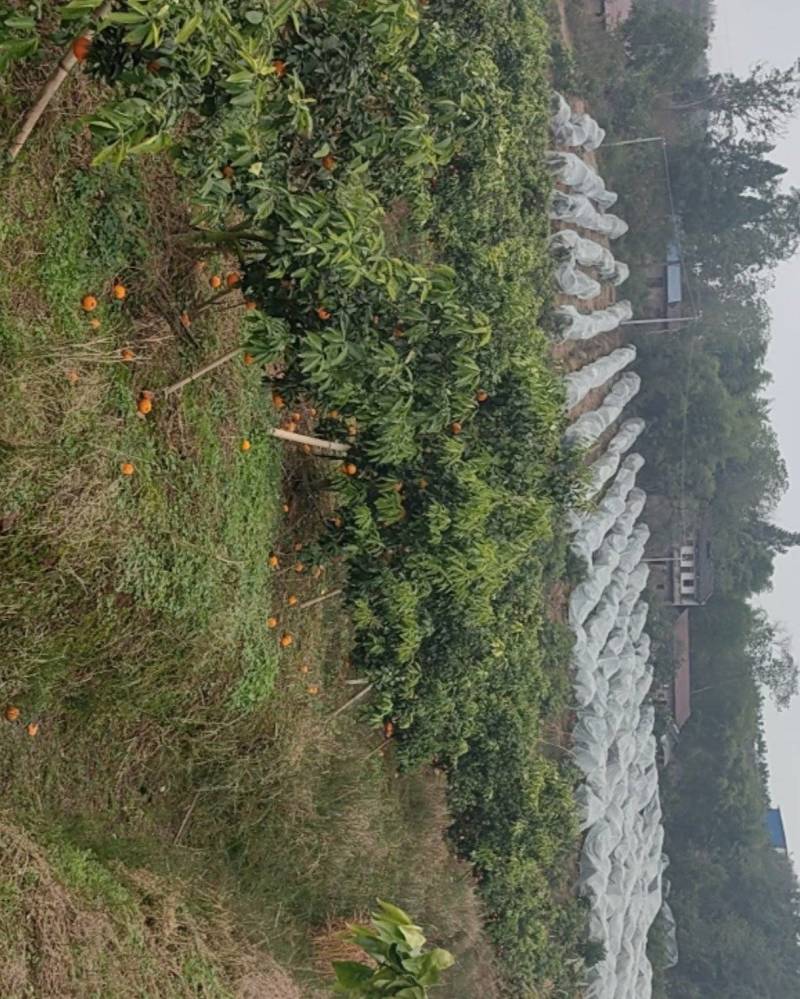 四川爱媛果冻橙产地直销