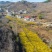 婺源贡菊、野生小药菊