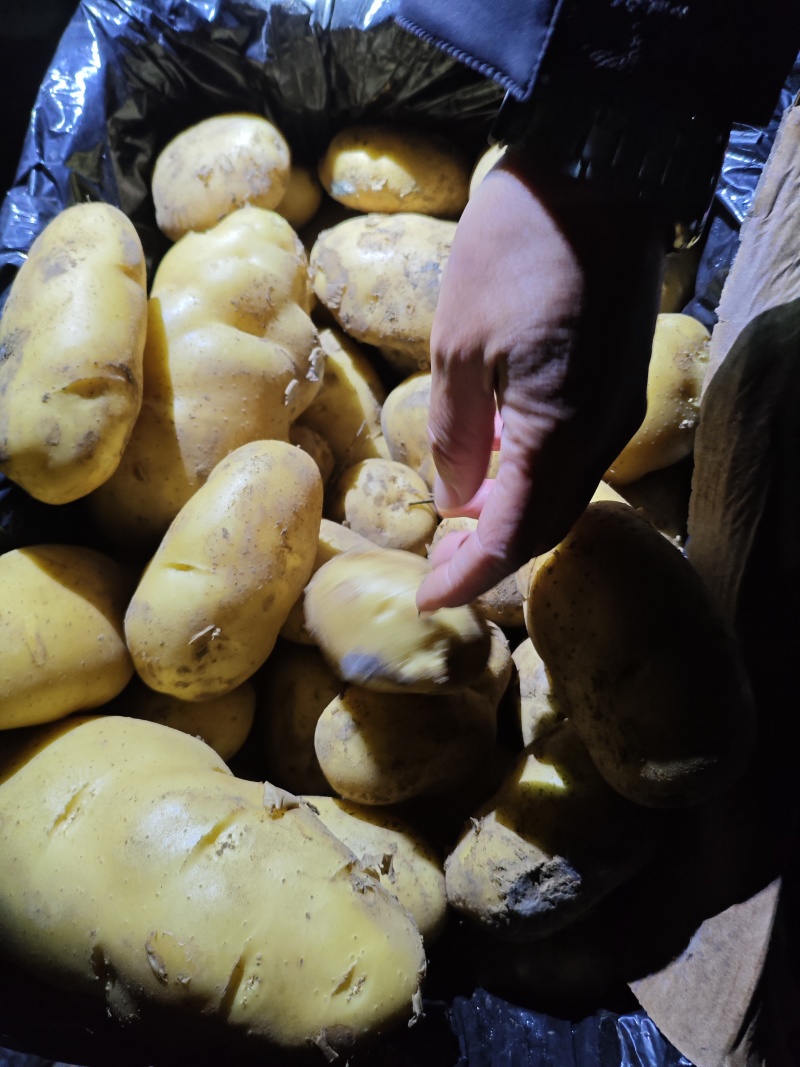 精品黄心土豆一手货源大量上市需要的老板可以下单了