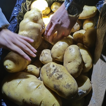精品黄心土豆一手货源大量上市需要的老板可以下单了